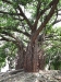 Oldest Tree