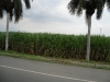 Sugar Cane Fields