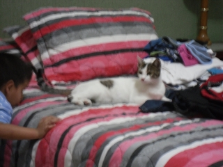 The Cat in Our Room