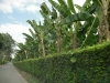 The Banana Trees